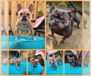 French Bulldog Puppy for sale in BRUNSWICK, OH, USA