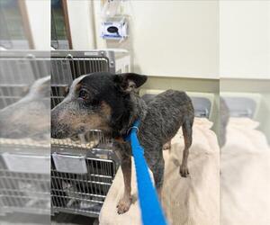 Mutt Dogs for adoption in Upland, CA, USA