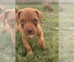 Small Photo #2 American Bully Puppy For Sale in FORT WORTH, TX, USA