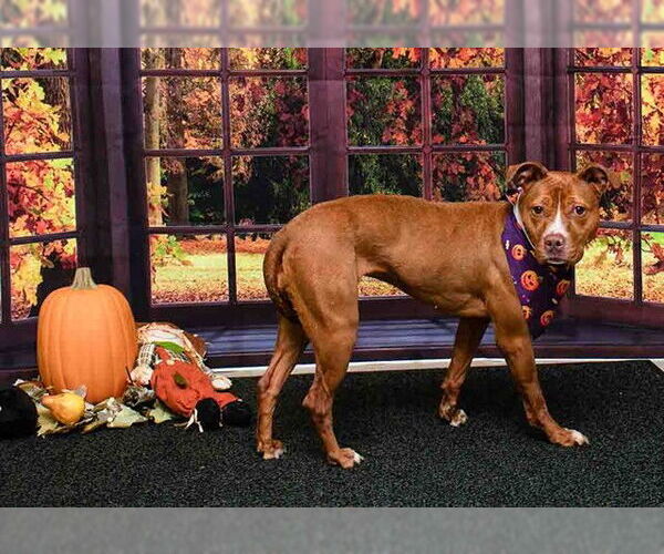 Medium Photo #2 Mutt Puppy For Sale in Sanford, FL, USA