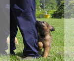 Small German Shepherd Dog