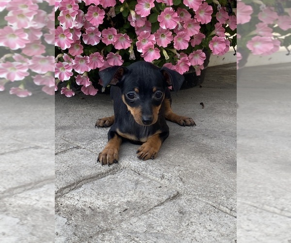 Medium Photo #1 Miniature Pinscher Puppy For Sale in CANOGA, NY, USA