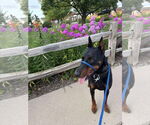 Small Photo #3 Doberman Pinscher Puppy For Sale in Buffalo, MN, USA