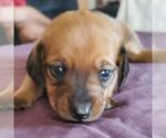 Small Photo #4 Dachshund Puppy For Sale in LADY LAKE, FL, USA