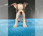 Small #15 Boston Terrier