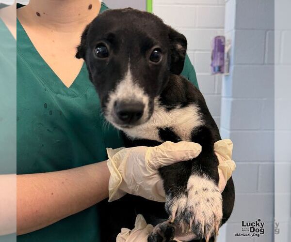 Medium Photo #1 Beagle-Unknown Mix Puppy For Sale in Washington, DC, USA