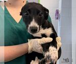 Gremlin - Female Beagle-Unknown Mix Dog for Adoption - Small photo