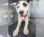 Small American Staffordshire Terrier Mix
