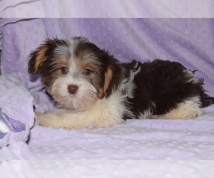 Yorkshire Terrier Puppy for sale in BARNESVILLE, KS, USA