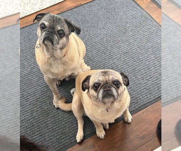 Medium Photo #9 Pug Puppy For Sale in Indianapolis, IN, USA