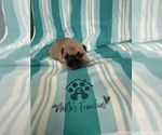 Small #11 French Bulldog