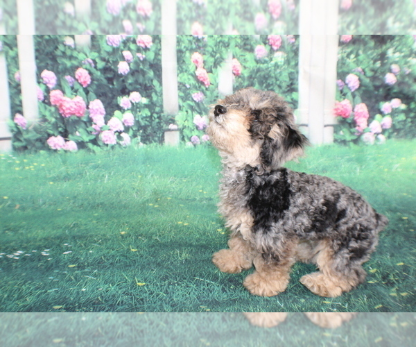 Medium Photo #9 Poodle (Miniature) Puppy For Sale in MIDDLEBURG, FL, USA