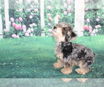 Small #8 Poodle (Miniature)