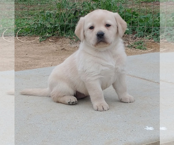 Medium Photo #1 Labrador Retriever Puppy For Sale in CALIENTE, CA, USA