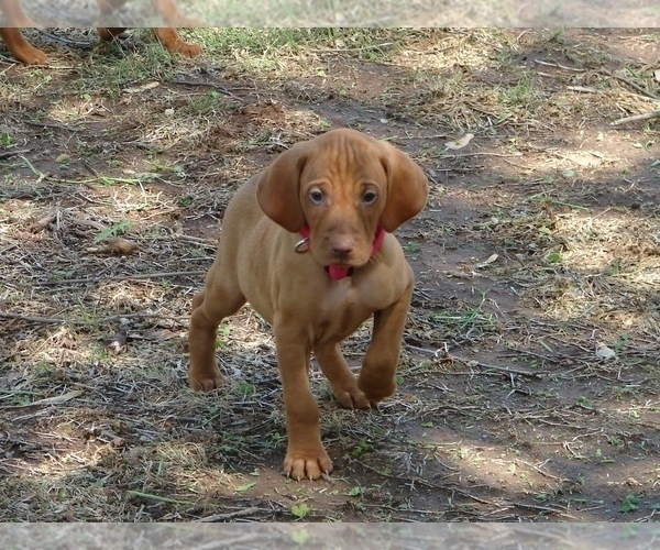 Medium Photo #3 Vizsla Puppy For Sale in AMORITA, OK, USA