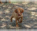 Small #2 Vizsla
