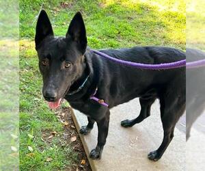 German Shepherd Dog-Unknown Mix Dogs for adoption in Sacramento, CA, USA