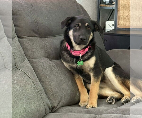 Medium Photo #3 German Shepherd Dog-Unknown Mix Puppy For Sale in Fargo, ND, USA