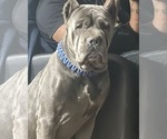 Small Photo #1 Cane Corso Puppy For Sale in POUGHKEEPSIE, NY, USA