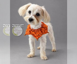 Zermatt - Male Maltese Dog for Adoption - Photo #2