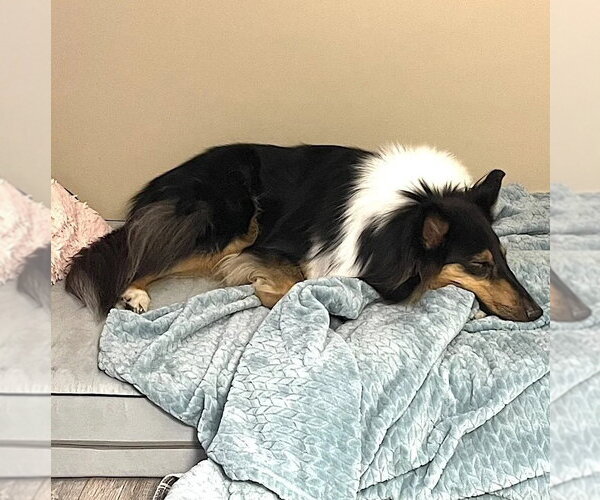 Medium Photo #1 Collie Puppy For Sale in Dublin, OH, USA