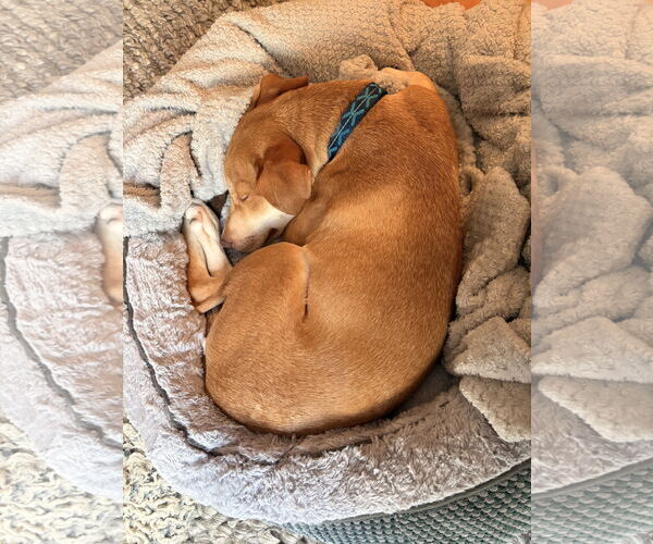 Medium Photo #6 Collie-Unknown Mix Puppy For Sale in Minneapolis, MN, USA