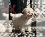 Small Photo #7 Poodle (Toy) Puppy For Sale in LOUISA, VA, USA
