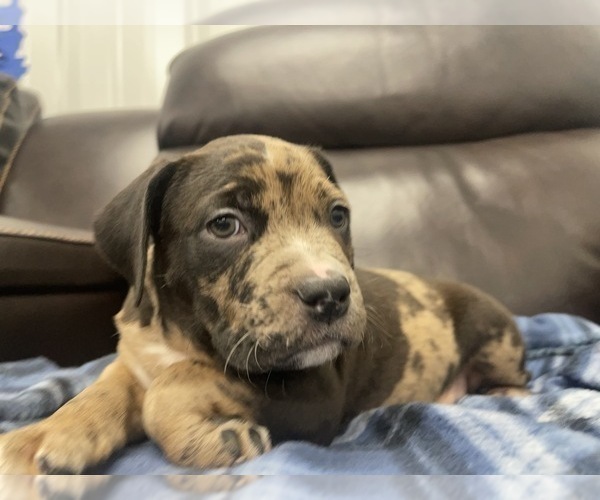 Medium Photo #124 American Bully Puppy For Sale in REESEVILLE, WI, USA