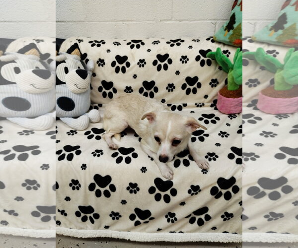 Medium Photo #2 Chihuahua Puppy For Sale in York, SC, USA