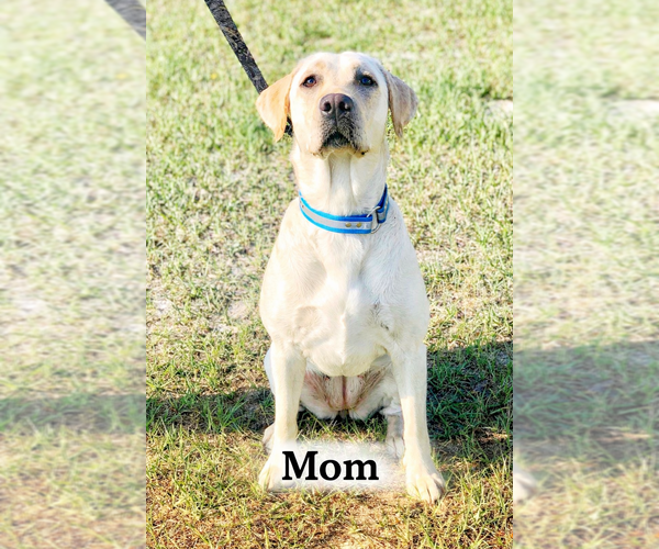 Medium Photo #1 Labrador Retriever Puppy For Sale in GREENWOOD, FL, USA