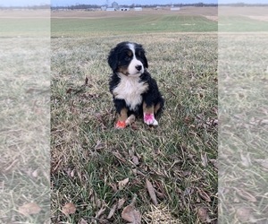 Bernese Mountain Dog Puppy for sale in BROWNSTOWN, IN, USA