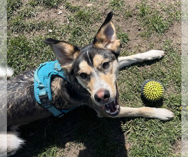 Medium Photo #4 Siberian Husky-Unknown Mix Puppy For Sale in South Bend, IN, USA
