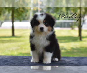Australian Shepherd Puppy for sale in EASTON, MO, USA
