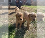Small Photo #14 Golden Retriever Puppy For Sale in SUMMERVILLE, SC, USA