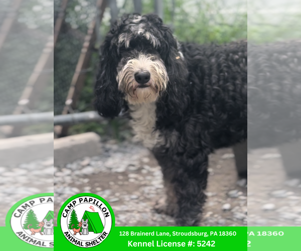 Medium Photo #1 Bernedoodle Puppy For Sale in Stroudsburg, PA, USA