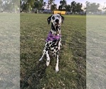 Small Photo #1 Dalmatian Puppy For Sale in PHOENIX, AZ, USA