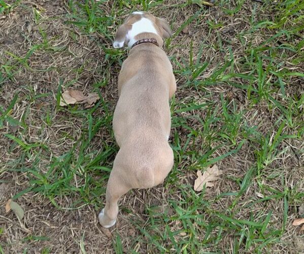 Medium Photo #5 Olde English Bulldogge Puppy For Sale in AUSTIN, TX, USA