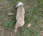 Small #4 Olde English Bulldogge