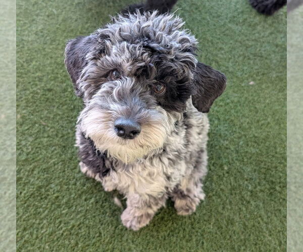 Medium Photo #1 Mutt Puppy For Sale in Fort Collins, CO, USA