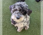 Small Mutt