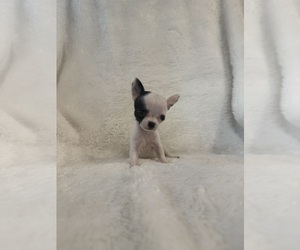 Chihuahua Puppy for Sale in SHERMAN, Texas USA
