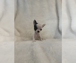 Image preview for Ad Listing. Nickname: Litter of 3