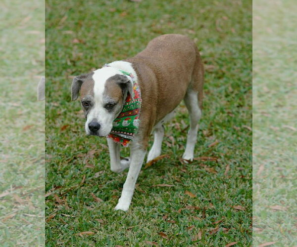 Medium Photo #15 Boxer-Unknown Mix Puppy For Sale in Boonton, NJ, USA