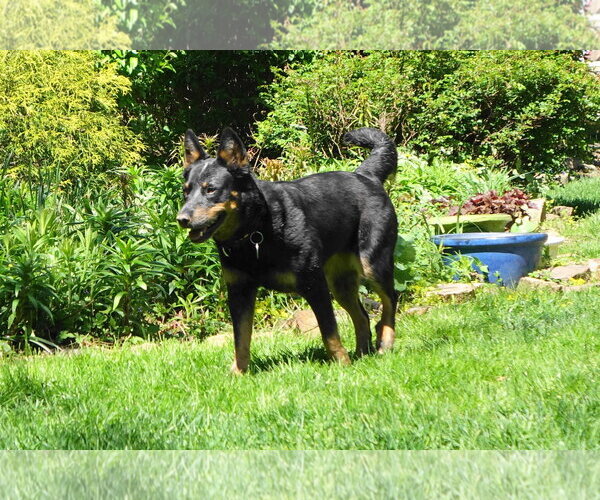 Medium Photo #3 Mutt Puppy For Sale in Doylestown, PA, USA