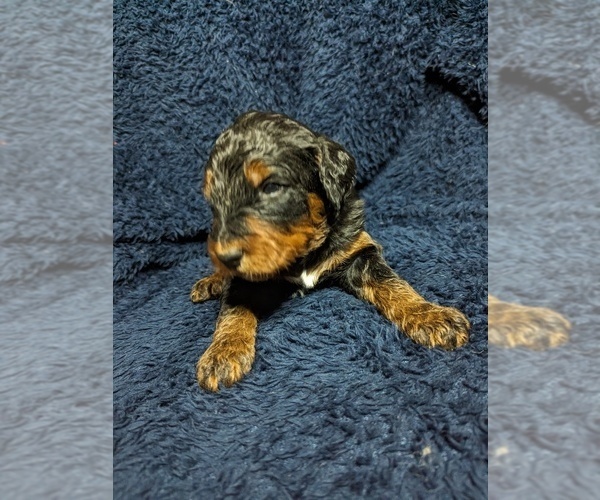 Medium Photo #3 Bernedoodle Puppy For Sale in INDEPENDENCE, MO, USA