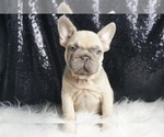 Puppy Vera AKC French Bulldog