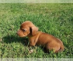 Small Photo #10 Dachshund Puppy For Sale in CHOCTAW, OK, USA