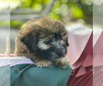 Small #4 Dachshund Mix