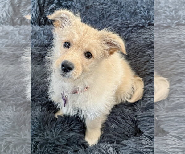 Medium Photo #2 Mutt Puppy For Sale in Corona, CA, USA