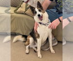 Small #2 Border Collie Mix